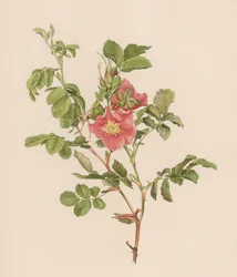 Rosa inglesa